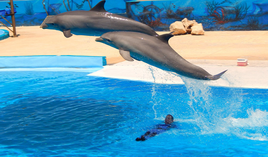 book2sail-Bahar ic Caghaq Swim with the Dolphins 1