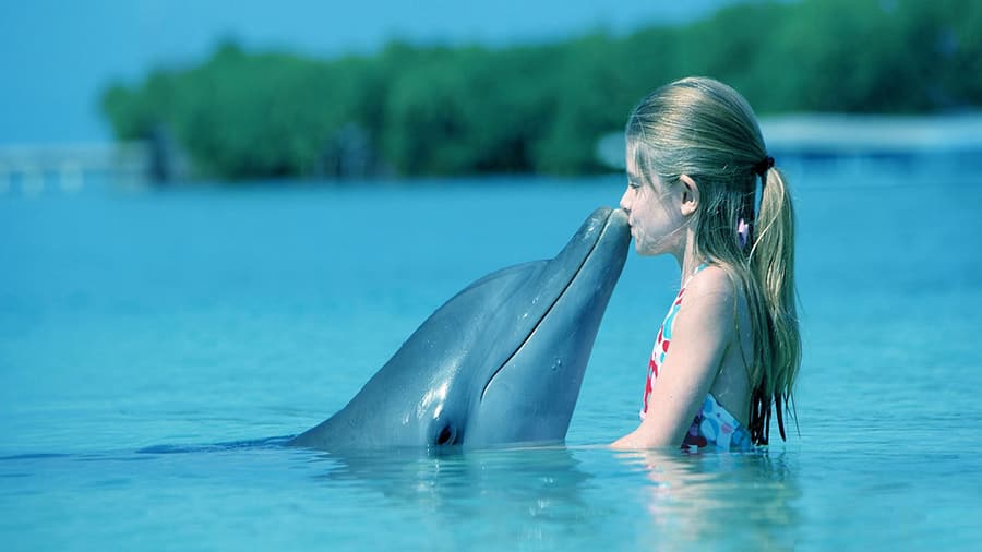Knarver Bay, Croatia: Your ‘Crowd-Free’ sailing destination 8 book2sail-dolphins in croatia