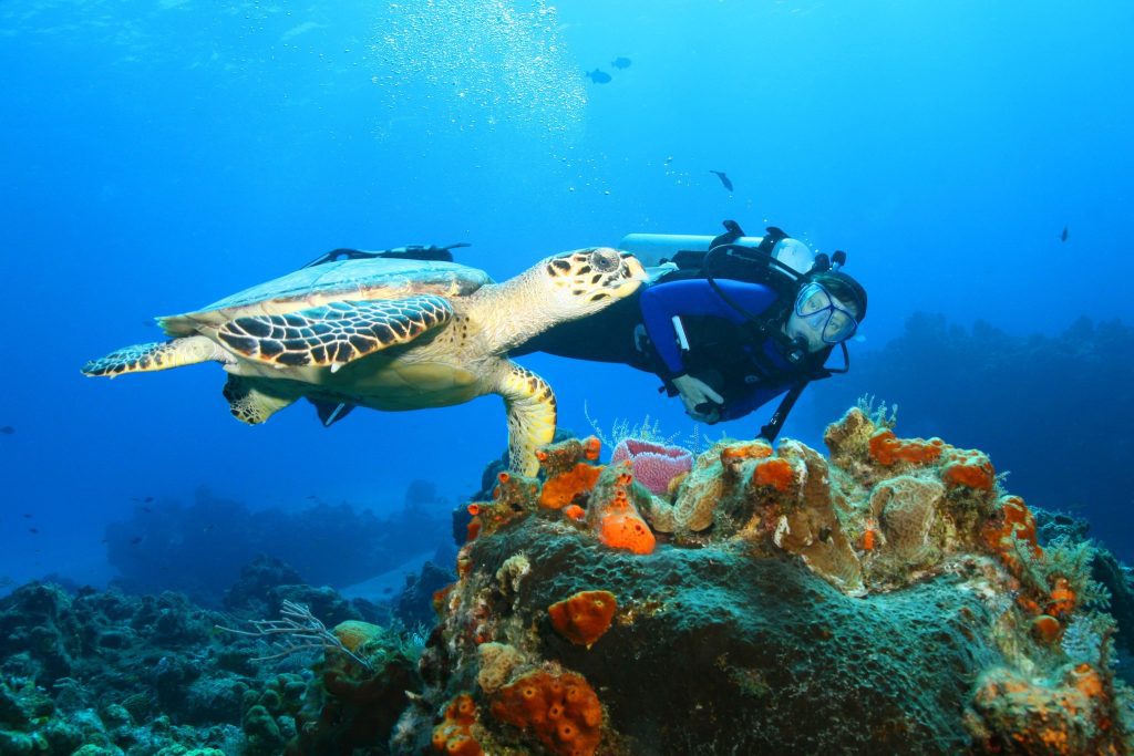 Diving paradise – Let’s run through the top five hotspots 6 book2sail-mexico